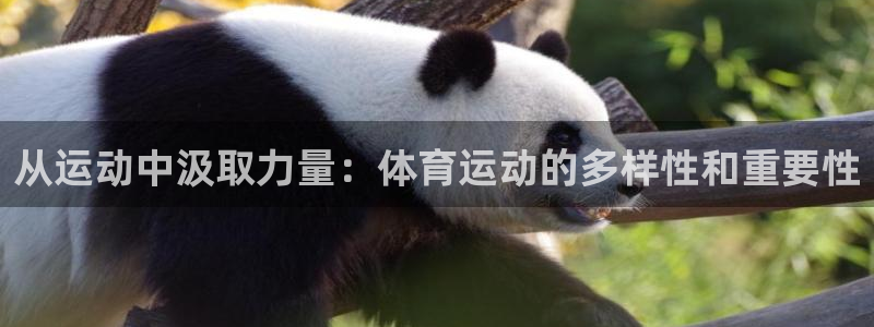 从运动中汲取力量：体育运动的多样性和重要性